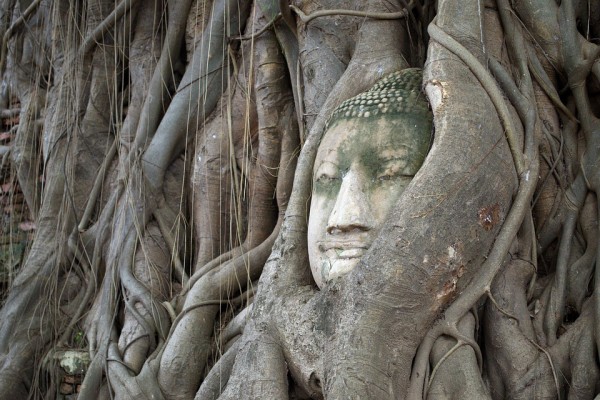Ayutthaya The Symbol Tourism Bodhi Tree Head Of God